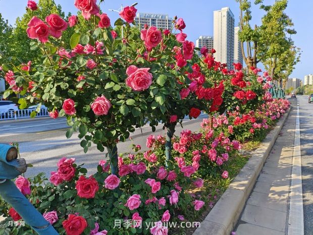 园林植物种植设计的原则是什么？(图1)