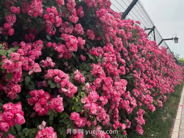 园林对于生态环境的两大作用(图1)