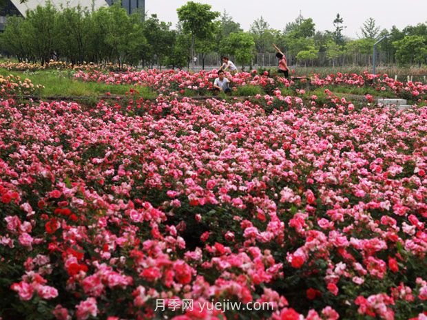 园林景观设计的四大原则(图1) 园林景观设计的四大原则(图1)