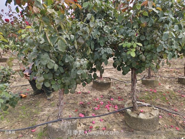 苗木栽植养护注意事项(图1)