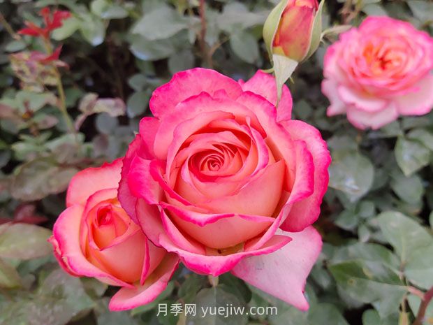 别墅庭院景观设计离不开的13种植物(图1) 别墅庭院景观设计离不开的13种植物(图1)