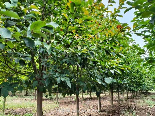 果树苗种植与养护(图1) 果树苗种植与养护(图1)