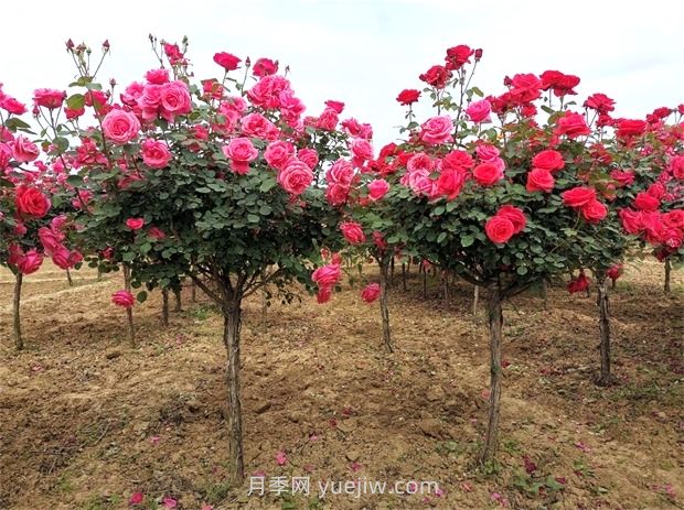 月季出圃需要注意哪些问题?(图1) 月季出圃需要注意哪些问题?(图1)