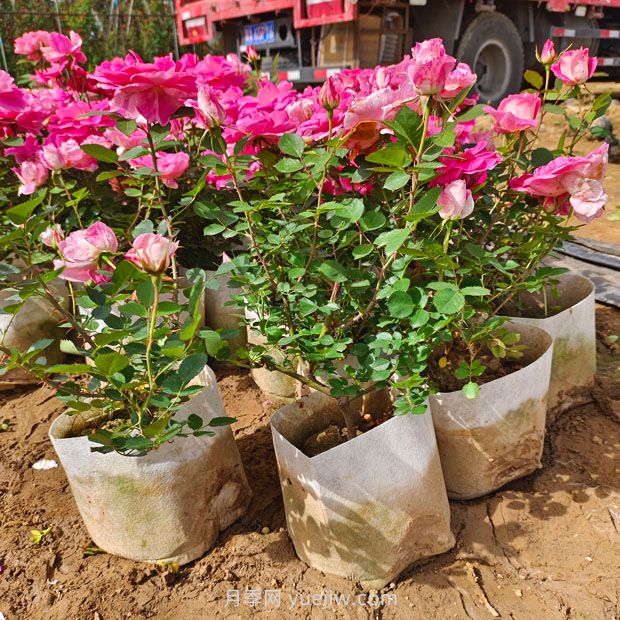 园林苗木容器选择和使用(图1)