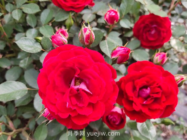 花卉植护叶子养护四点措施(图1)