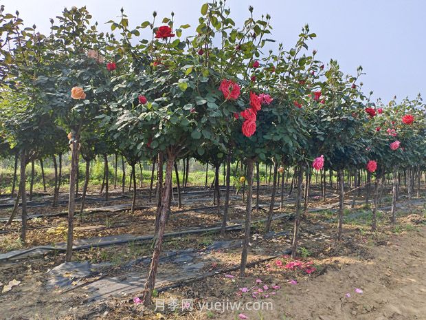 苗木生货和熟货的区别?价格有差异吗?(图1) 苗木生货和熟货的区别?价格有差异吗?(图1)