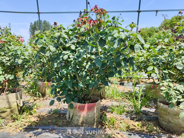 灌木修剪的原则与方法，时间和技术要点(图1)