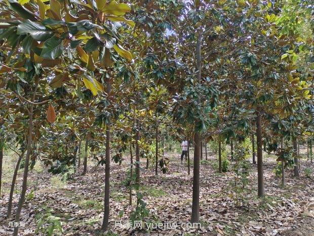 广玉兰树苗种植方法，怎么浇水和养护技巧(图1)