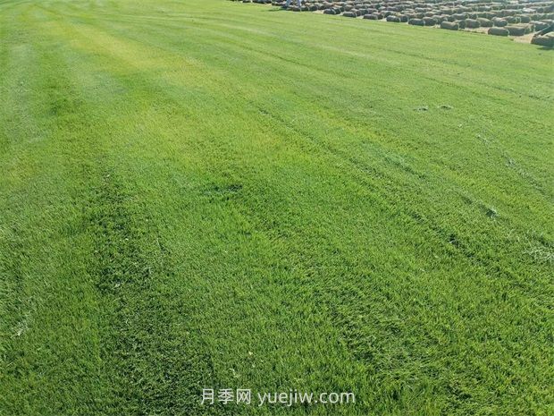 草皮种植适合什么地方？(图1)