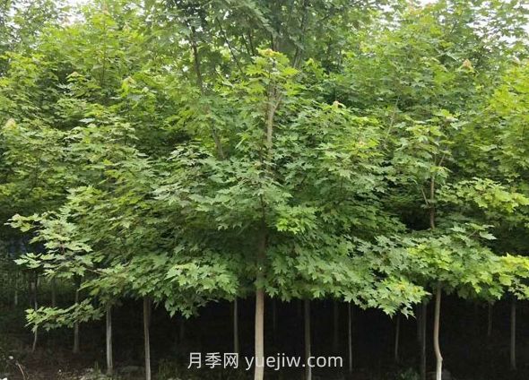 日本红枫和美国红枫哪个好,区别有什么?(图1) 日本红枫和美国红枫哪个好,区别有什么?(图1)