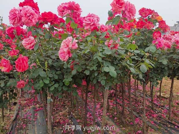 3公分独杆月季价格多少钱？南阳基地批发供应报价(图1)