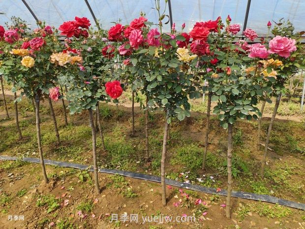 3公分独杆月季价格多少钱？南阳基地批发供应报价(图3)