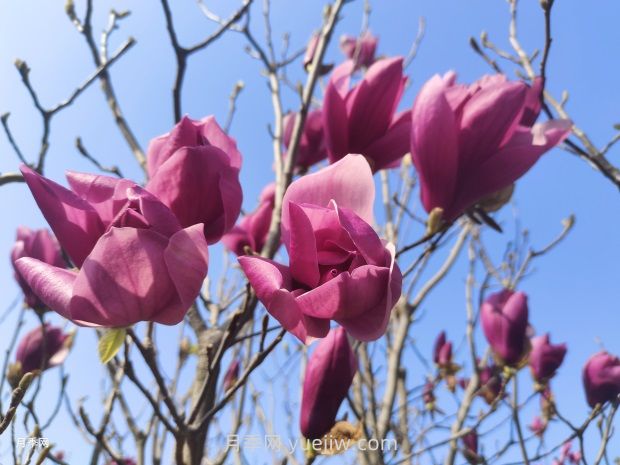 玉兰花有什么颜色?带你一起了解南阳玉兰花(图2) 玉兰花有什么颜色?带你一起了解南阳玉兰花(图2)