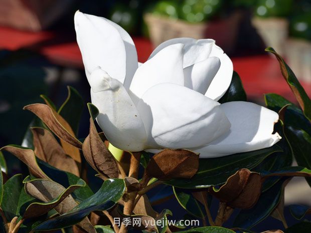 南召玉兰之乡,广玉兰的花季之美(图1) 南召玉兰之乡,广玉兰的花季之美(图1)