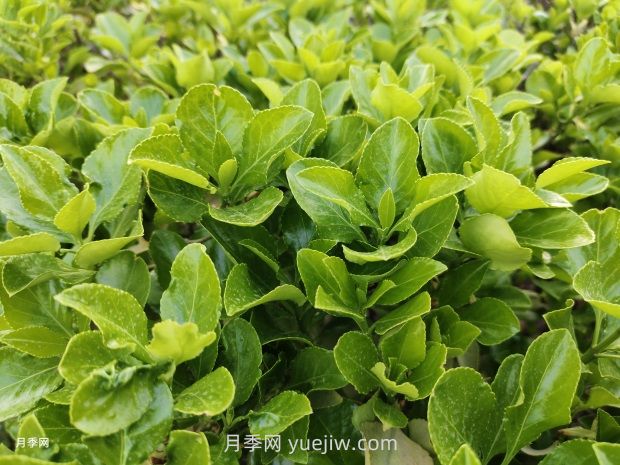 移栽大叶黄杨需做哪些准备？(图1)