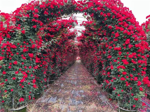 苗木修剪十大误区及操作要点(图1) 苗木修剪十大误区及操作要点(图1)