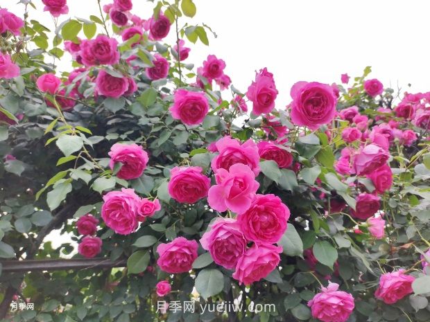 地栽山东月季花,现在施肥晚不晚?多用叶面肥效果更明显(图2) 地栽山东月季花,现在施肥晚不晚?多用叶面肥效果更明显(图2)