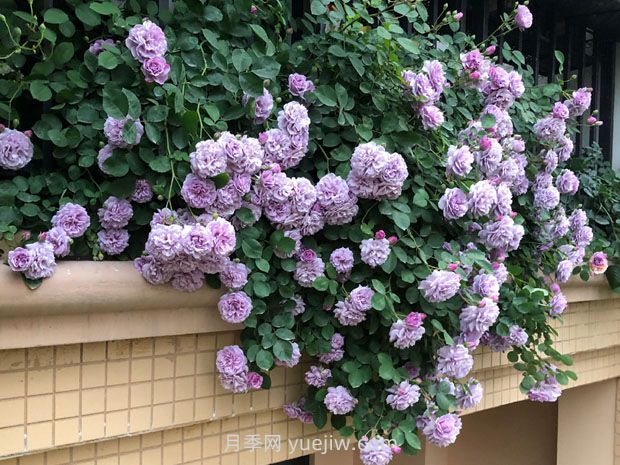 蓝色阴雨月季,花开如瀑的蓝紫色爬藤(图3) 蓝色阴雨月季,花开如瀑的蓝紫色爬藤(图3)