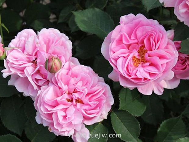 26个植物冷知识，让你大开眼界(图1)