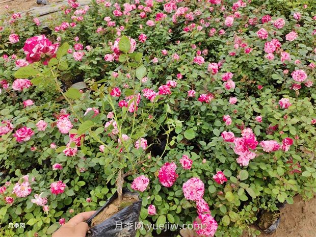 养月季要舍得施肥，多喷磷钾肥，开花数量才会多(图2)