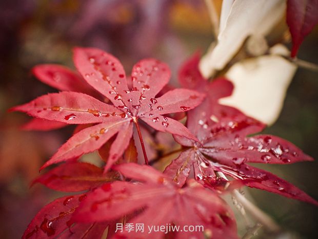 如何防控美国红枫夏季叶片突然变红(图1) 如何防控美国红枫夏季叶片突然变红(图1)