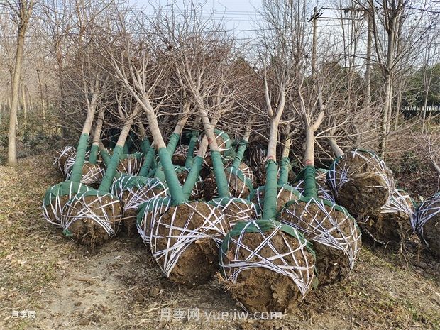 如何防控美国红枫夏季叶片突然变红(图2) 如何防控美国红枫夏季叶片突然变红(图2)