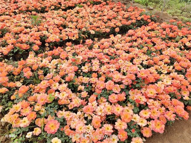 必知!地被植物的分类(图2) 必知!地被植物的分类(图2)