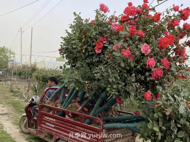 六月份园林养护技术要点(图1)