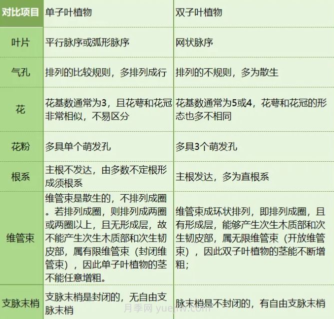 单子叶植物和双子叶植物的区别(图2) 单子叶植物和双子叶植物的区别(图2)