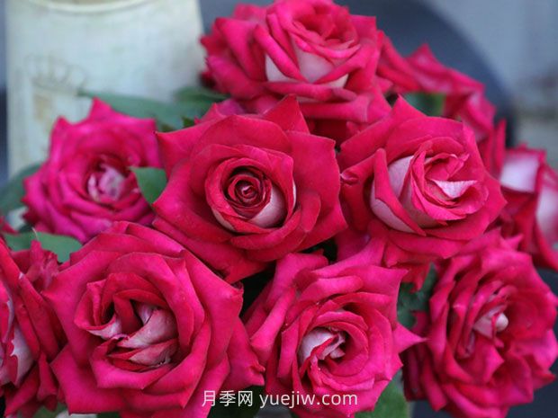 优雅的莫妮卡贝鲁奇月季(图2) 优雅的莫妮卡贝鲁奇月季(图2)