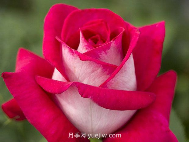 优雅的莫妮卡贝鲁奇月季(图1) 优雅的莫妮卡贝鲁奇月季(图1)