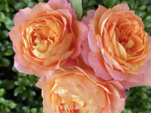 梦幻美人月季(图2) 梦幻美人月季(图3)