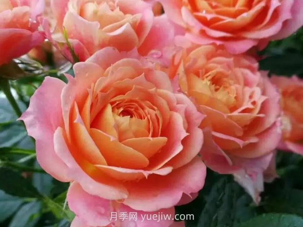 梦幻美人月季(图1) 梦幻美人月季(图2)