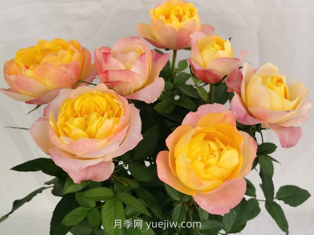 阳光美人月季(图1) 阳光美人月季(图1)