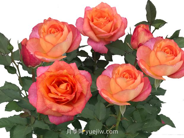 星橙美人月季(图1) 星橙美人月季(图1)