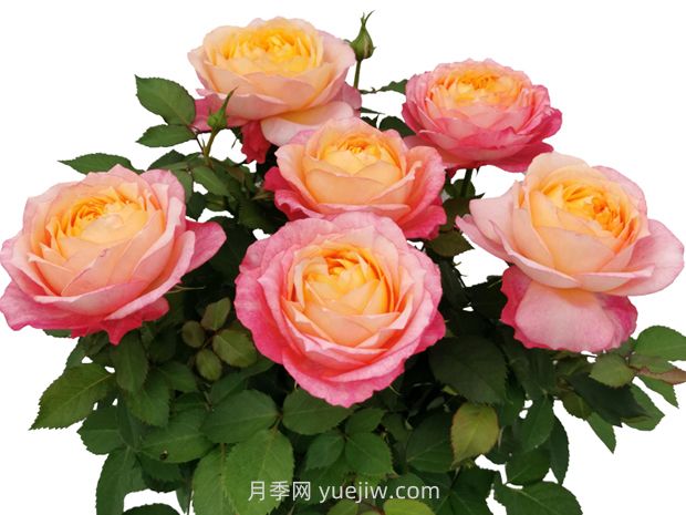 梦幻美人月季(图1) 梦幻美人月季(图1)