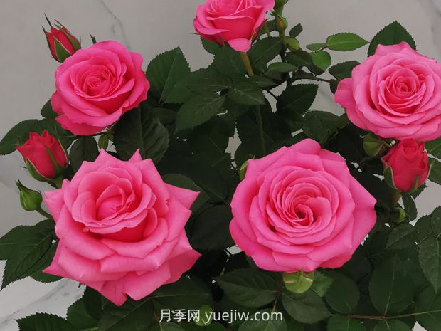 维纳斯甜心月季(图1) 维纳斯甜心月季(图1)