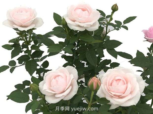 绚丽甜心月季(图1) 绚丽甜心月季(图1)