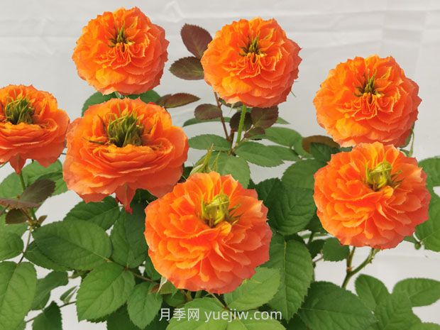 橘子绿洲月季(图1) 橘子绿洲月季(图1)