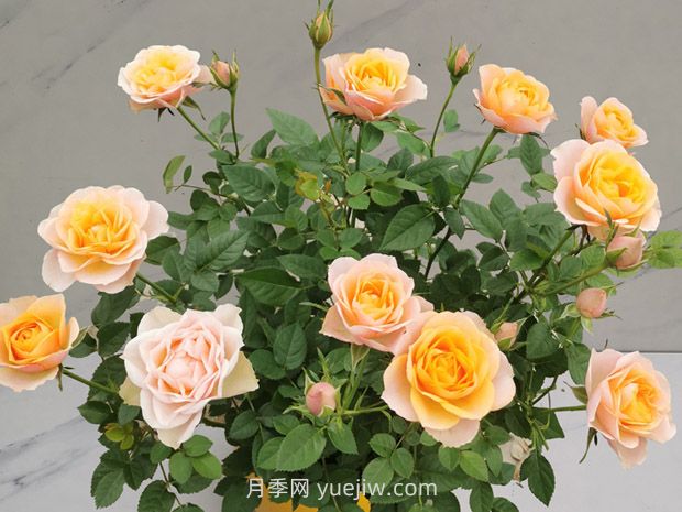 春色布丁月季(图1) 春色布丁月季(图1)