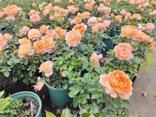 夏季树木频频出现干叶枯枝咋办?(图1) 夏季树木频频出现干叶枯枝咋办?(图1)