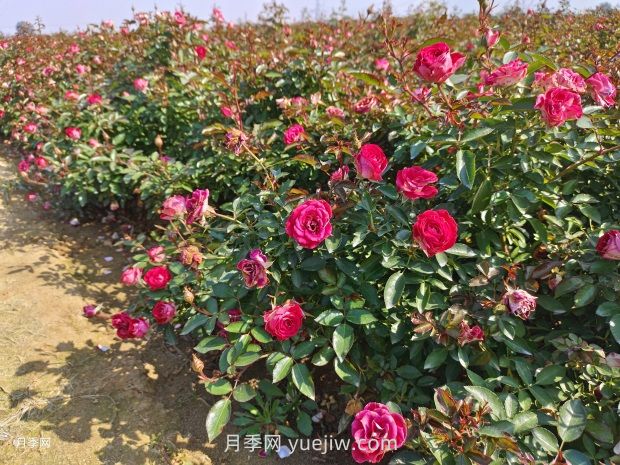 详解六种苗木修剪方法(图1) 详解六种苗木修剪方法(图1)