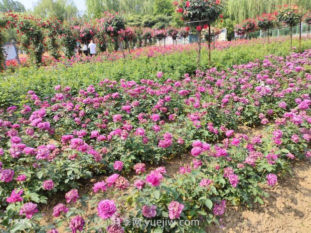 园林乔灌草养护规范与植物配置(图2) 园林乔灌草养护规范与植物配置(图2)