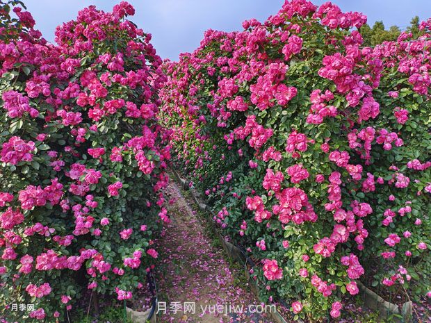 如何以造型月季为主题打造迷人花园?(图2) 如何以造型月季为主题打造迷人花园?(图2)