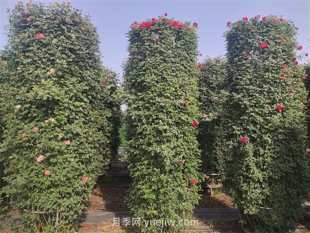 如何以造型月季为主题打造迷人花园?(图3) 如何以造型月季为主题打造迷人花园?(图3)