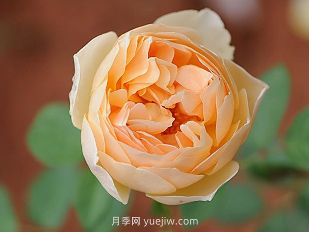 无名的裘德月季的优缺点分析(图1) 无名的裘德月季的优缺点是什么?(图1)