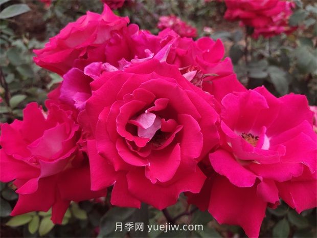 爱月季的优缺点是什么?(图1) 爱月季的优缺点是什么?(图1)