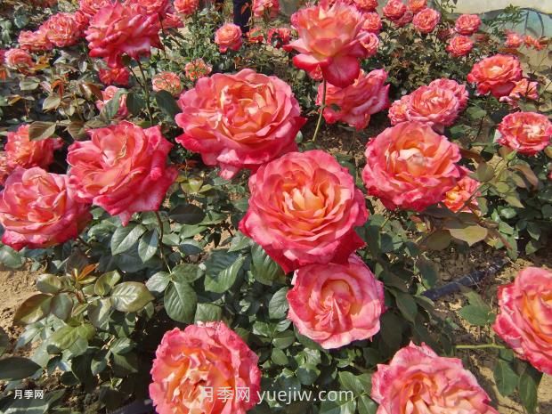 彩云月季花的优缺点:什么?(图2) 彩云月季花的优缺点是什么?(图2)