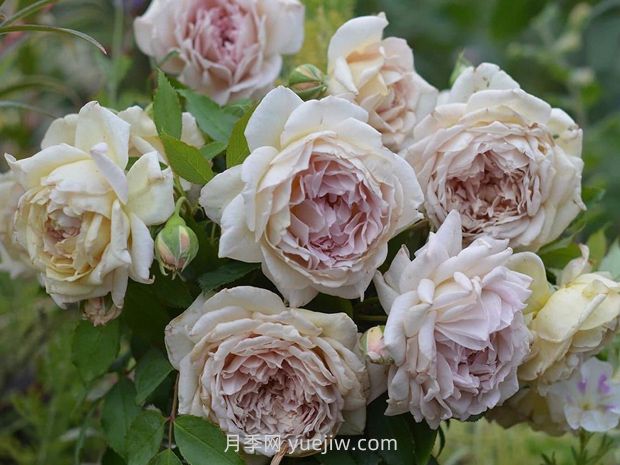 金色礼服月季的优缺点是什么?(图1) 金色礼服月季的优缺点是什么?(图1)