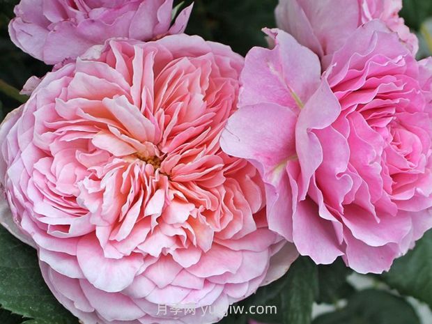 翠鸟月季的优缺点是什么?(图1) 翠鸟月季的优缺点是什么?(图1)